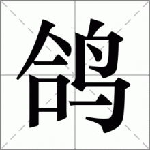 鸽
